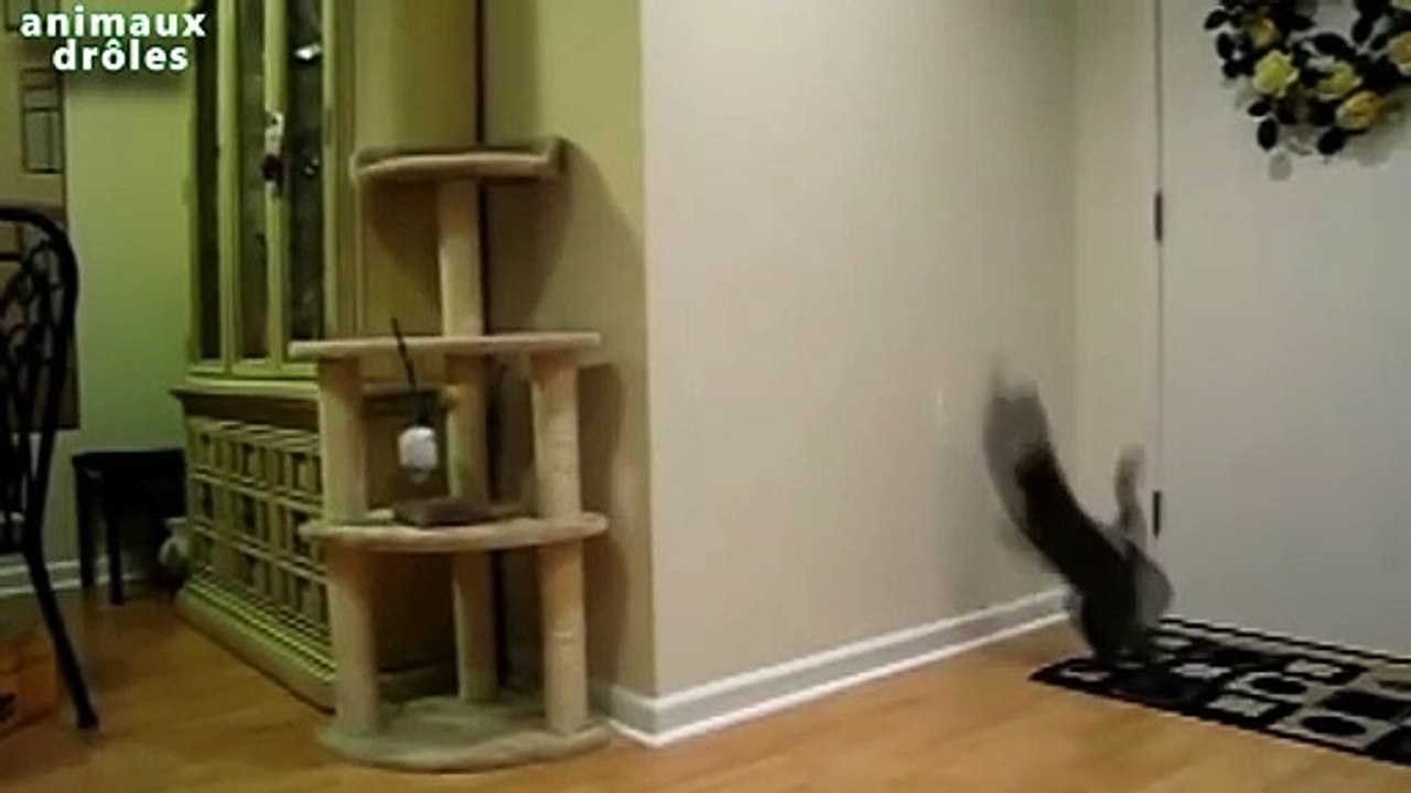 Chats drôles essayant d'attraper la lumière laser - Chats vs pointeur laser [VIDÉO HD]