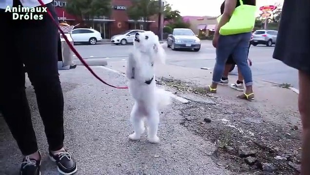 Chats drôles et chats mendier de la nourriture Compilation 2016