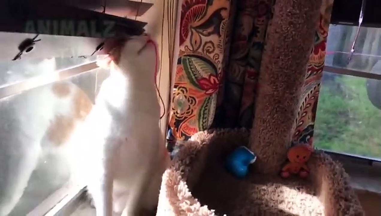 Chats drôles jouant avec des cordes