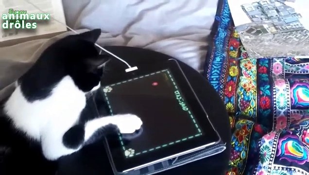 Chats drôles jouant sur iPad Compilation 2014 [NEW HD]