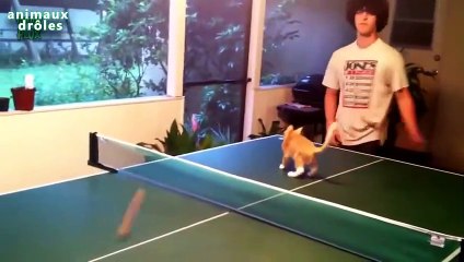 Chats drôles jouent Ping Pong Compilation 2014 [NEW HD]