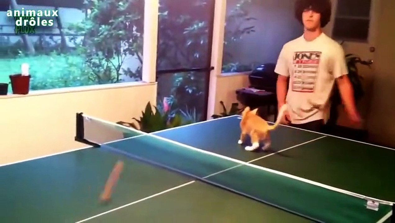 Chats drôles jouent Ping Pong Compilation 2014 [NEW HD]