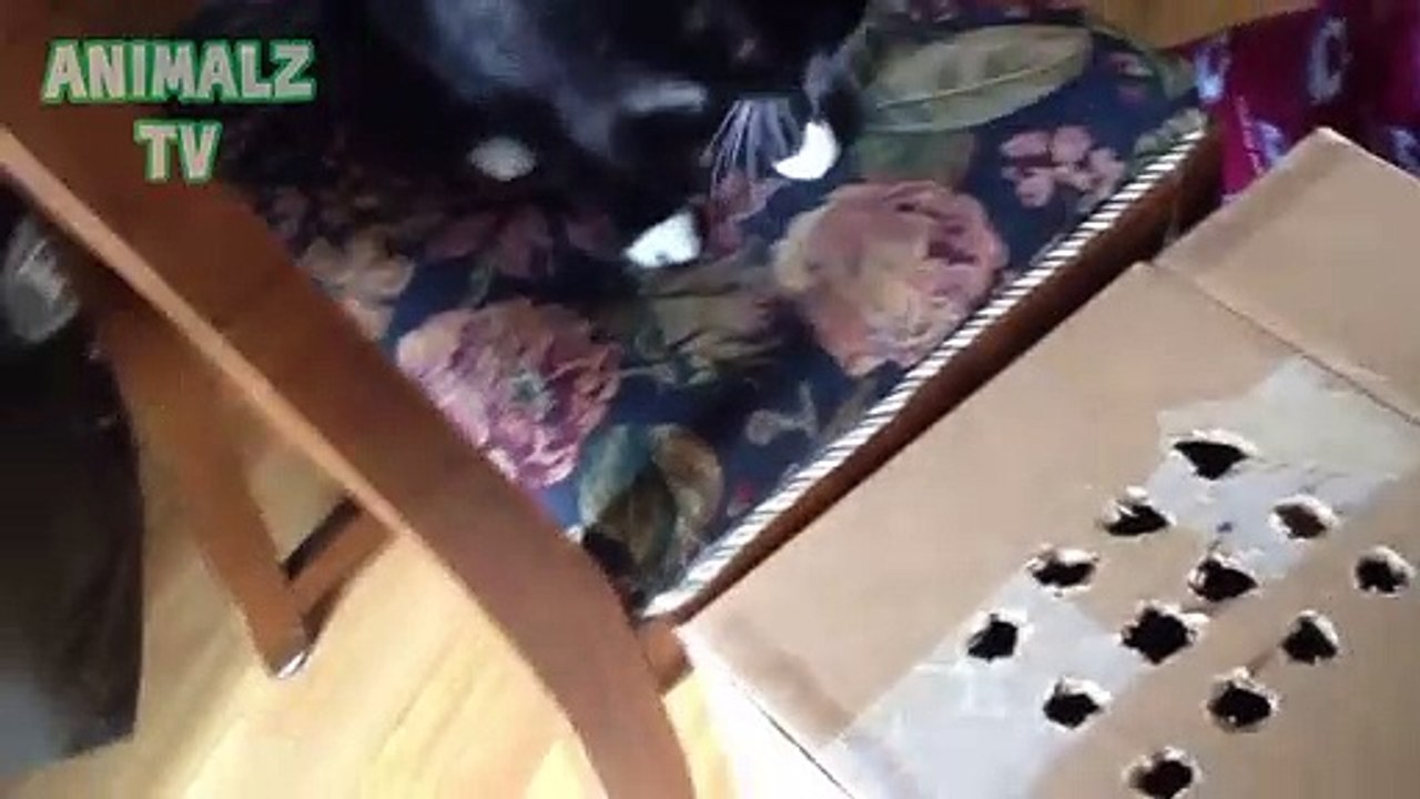 Chats drôles Jouer Whack-A-Finger jeu Compilation 2015