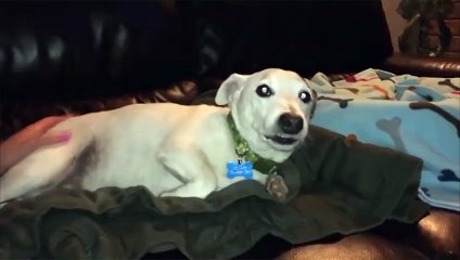 Chien Chihuahua en colère Vidéos que vous ne pouvez pas regarder sans rire