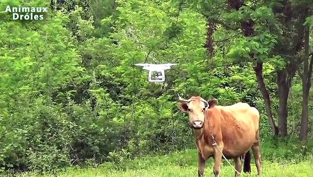 Chien de berger allemand Bubu Le rencontre DJI Phantom 4 Quadcopter pour la première fois