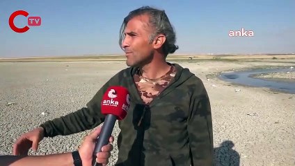 Düden Göleti'nde martı ölümleri