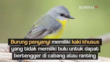 Mengapa Burung Tidak Kesetrum saat Bertengger di Kabel Listrik?