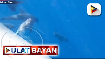 Ilang melon-headed whales, nakilangoy sa mga residente ng Santander, Buruanga sa Aklan