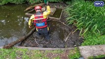 Ducklings rescued from storm drain in Preston's Moor Park