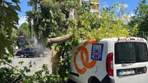 Kadıköy’de ağaç seyir halindeki aracın üzerine devrildi