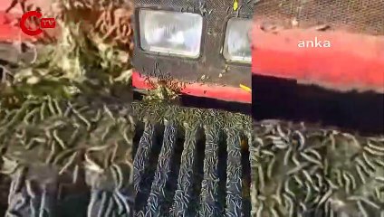 Ayçiçeğindeki tırtıl istilasına karşı çağrı: Çiftçinin zararı devlet tarafından karşılansın