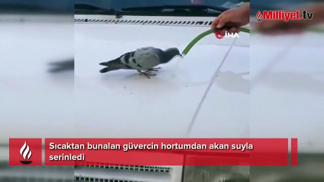 Sıcaktan bunalan güvercin hortumdan akan suyla serinledi