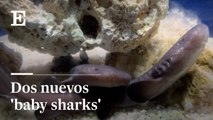 Oceanogràfic: nacen dos crías de una especie de tiburón en extinción
