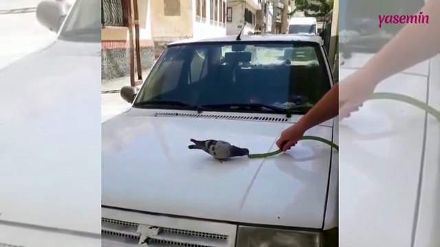 Sıcaktan bunalan kuşa yardım eli...