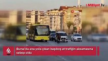 Bursa’da başıboş at trafiği aksattı