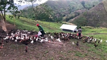 Beautiful View Feeding Time Big Farm Bonbon Estrada