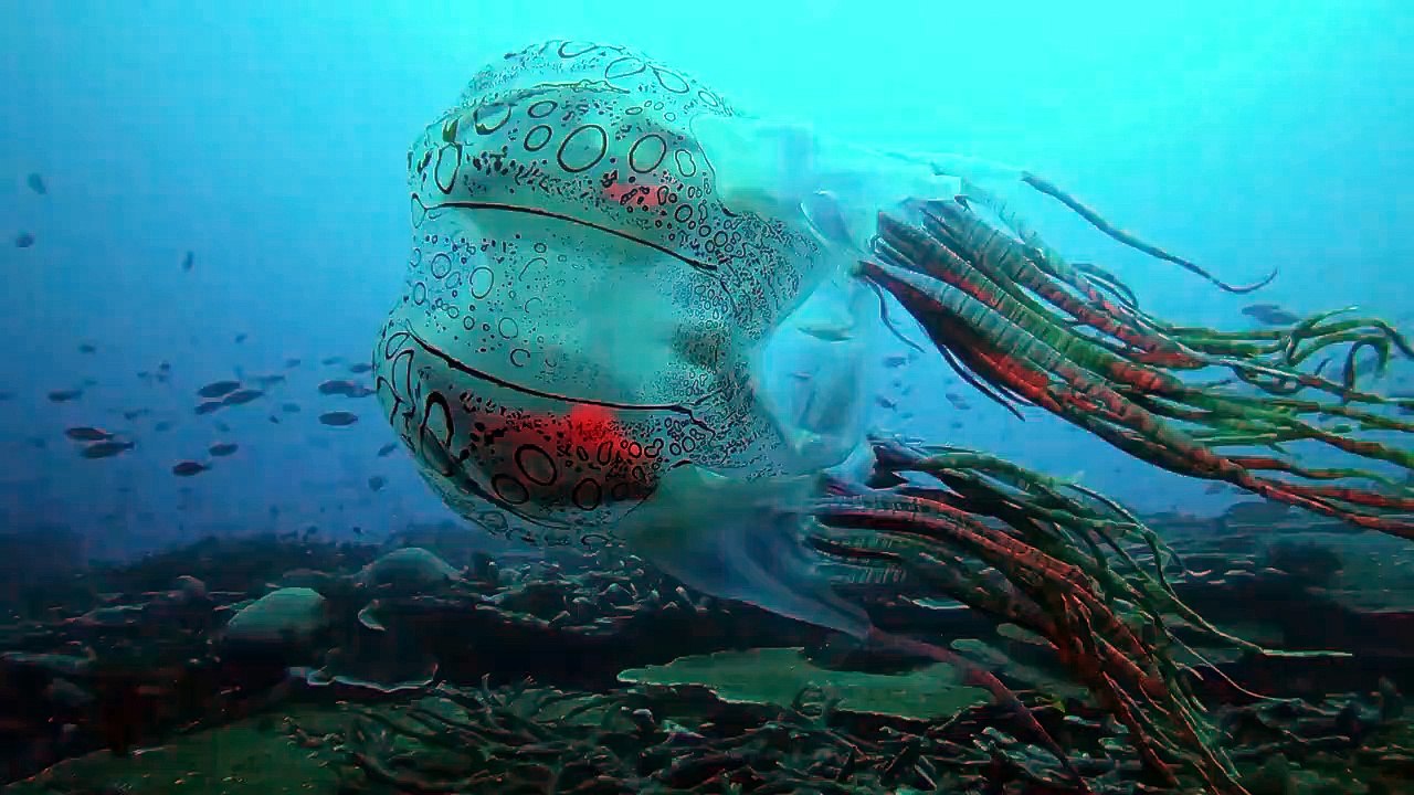 Des plongeurs capturent la vidéo d'une méduse incroyablement rare, la Chirodectes maculatus, qui n'a été observée qu'une seule fois par l'Homme