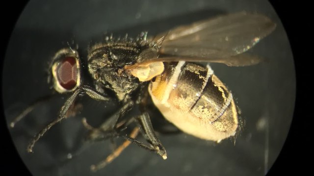 Le redoutable pouvoir d'attraction de la mouche zombie