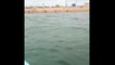Portsmouth paddleboarders capture video showing large pod of dolphins leaping close to excited visitors on Southsea beach