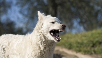 Tragischer Unfall: 5-Jähriger von eigenem Hund schwer verletzt