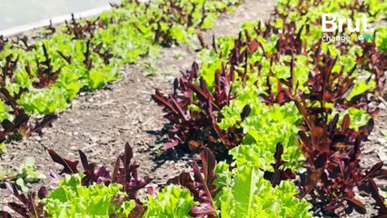 Elle dépollue les sols grâce aux plantes