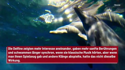 Delfine mögen klassische Musik