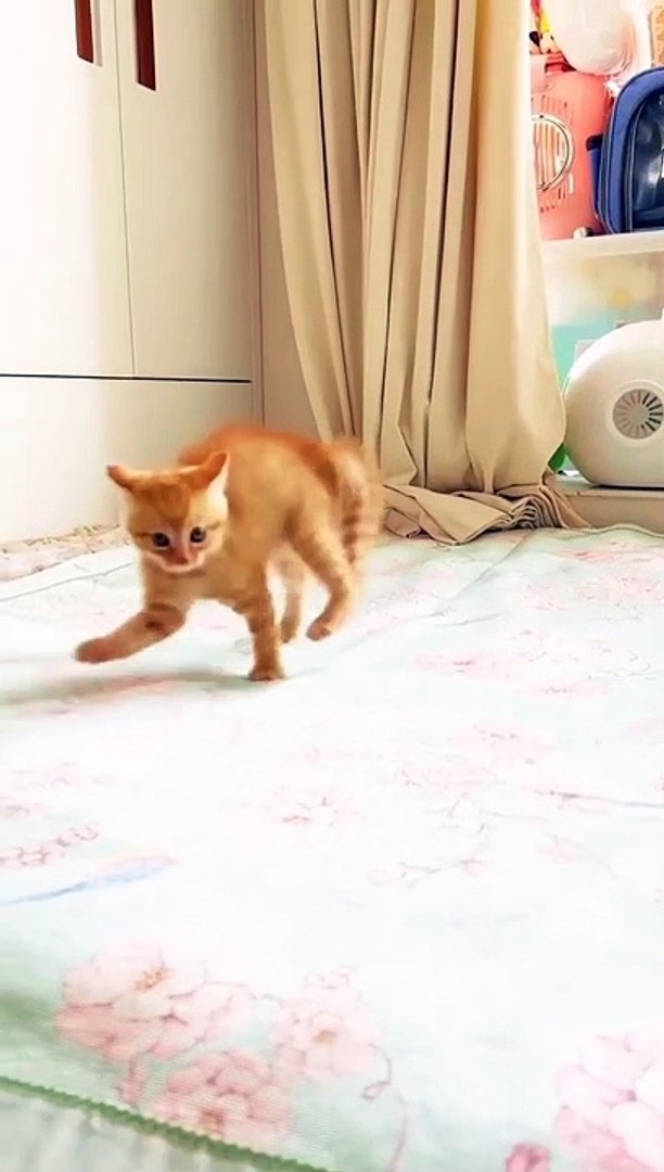 ⁣funny pets | cute pets | pets