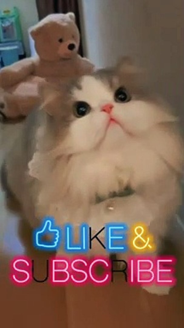 ⁣funny pets | cute pets | pets Video | Animals