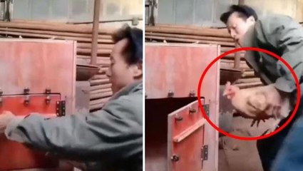 Tavuğun kutuya hapsedildiğini gören horozun dişisini kurtardığı anlar hayran bıraktı