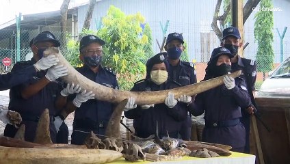 فيديو | ماليزيا تضبط أنياباً وقروناً مهربة بقيمة 18 مليون دولار