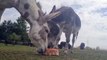 Watch donkeys at Leeds sanctuary cool off with an ice lolly as temperatures reach 35C
