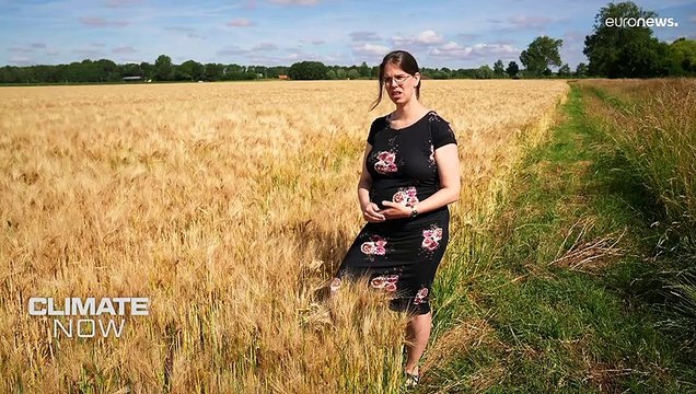 La búsqueda de cultivos 'resistentes' al cambio climático para alimentar al mundo en el futuro