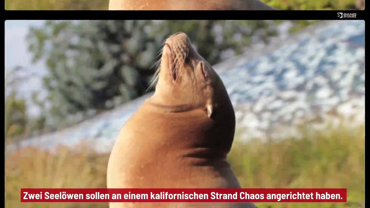 Zwei Seelöwen greifen Urlauber an einem kalifornischen Strand an