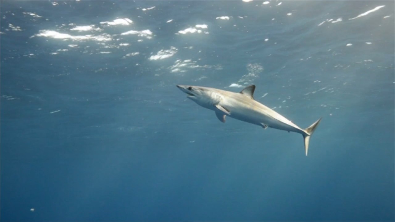 Sensation: Forscher entdecken fast ausgestorbenen Hai im Mittelmeer