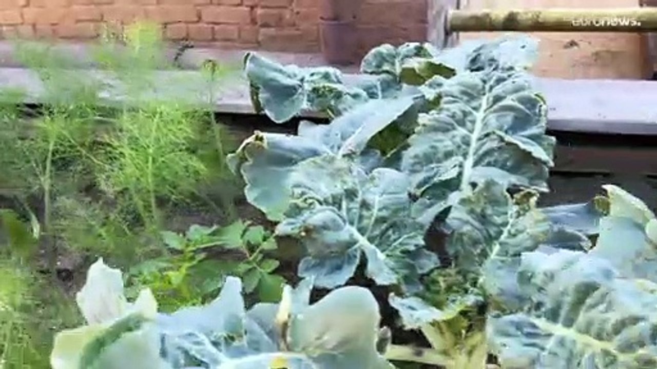 Musik, Dill, Tomaten, Hütten: #Esch 2022 lässt alte Industriegelände erblühen