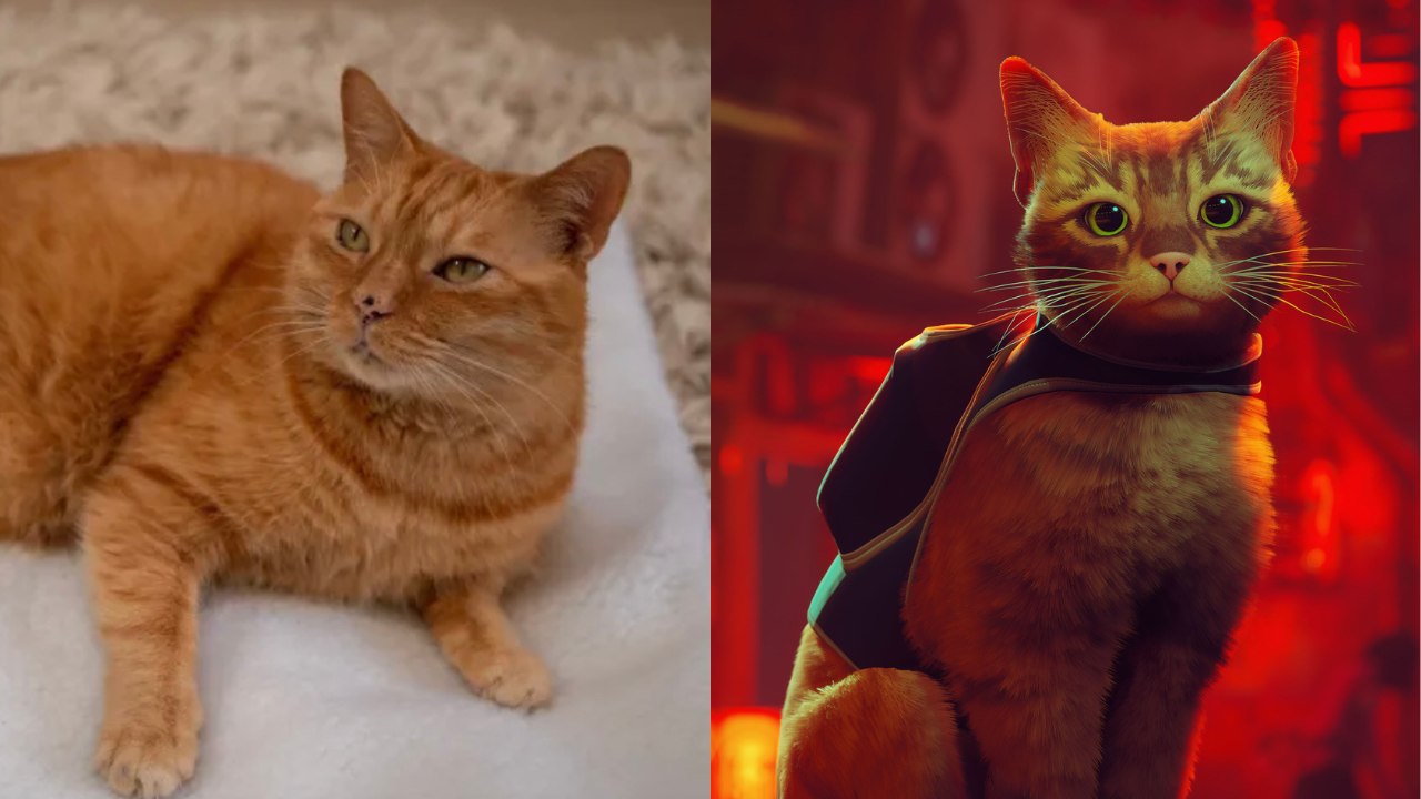 Stray : voici l'émouvante histoire du chat errant qui a inspiré le jeu (notre cœur a fondu)