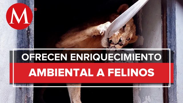Sedema ofrece enriquecimiento ambiental a felinos rescatados en santuario de Ajusco