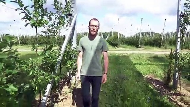 This Fruit Farm Uses Solar Panels to Help Plants Grow