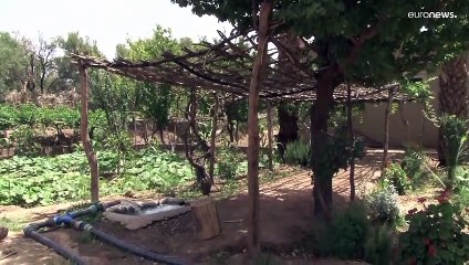 Los oasis de palmeras marroquíes, en serio peligro a causa del cambio climático