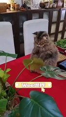 Wee～～ Funny Animals #short #tiktok #funny #animal #