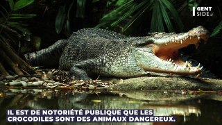 Un crocodile défie les lois de la gravité en faisant un bond de plusieurs mètres (Vidéo)