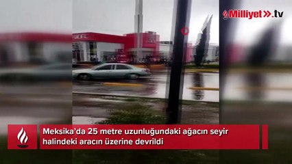 Meksika’da 25 metrelik ağaç aracın üzerine devrildi: 1 ölü, 3 yaralı