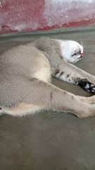 Cat sleeping funny way