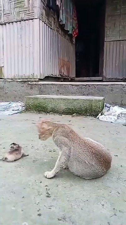 My Poor Cat