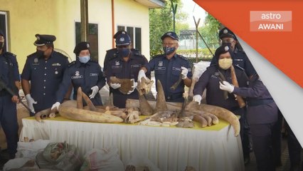 Rampasan Terbesar | Kastam patahkan sindiket seludup gading gajah, tulang haiwan