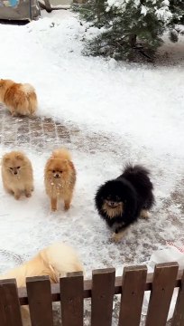 Golden Baby Dogs/Golden Puppies Dog #Shorts