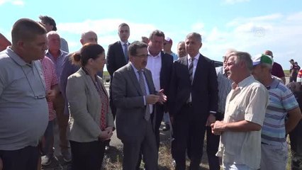 Bakan Yardımcısı Pakdil, ayçiçeği tarlalarında incelemede bulundu