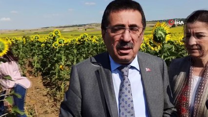 Çayır tırtılı istilasına ilişkin rahatlatan açıklama