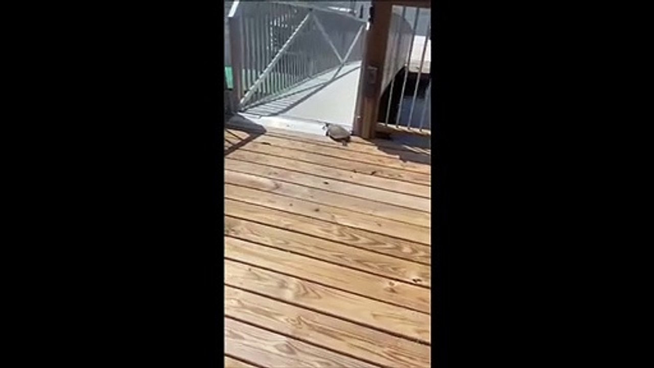 Drôle : quand une tortue fait du toboggan