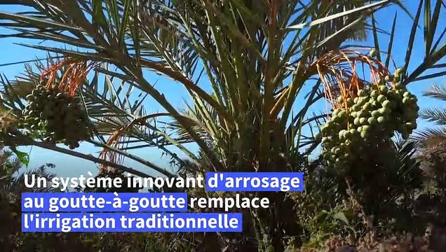 En Irak, préserver le palmier-dattier, symbole national et trésor économique